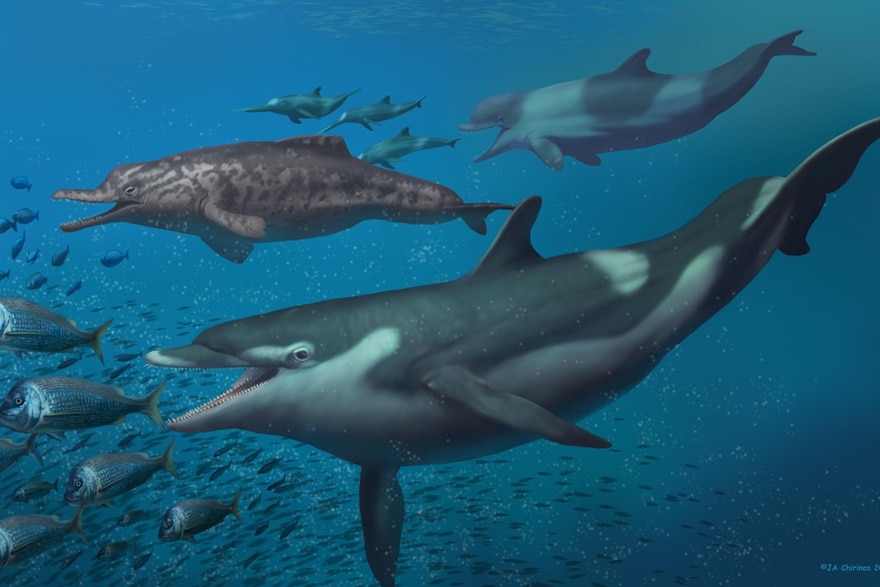  Delfines, tiburones y otros animales marinos prehistóricos dominaron Suiza hace   millones de años