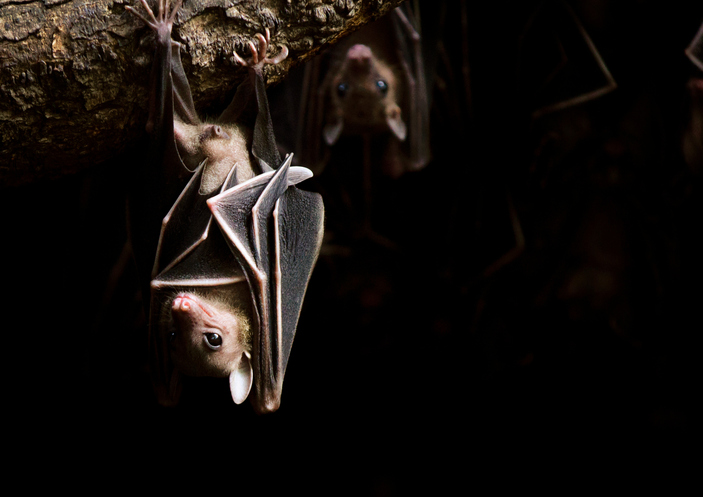 reproducción de los murciélagos