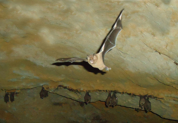 rituales de apareamiento de los murciélagos